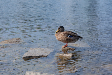 one mallard duck stands on a stone among a pond, close up