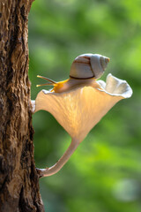sn ail walking in mushroom 