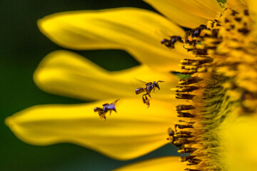 the honey bee in flowerrs