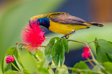 Olive-backed sunbird or Nectarinia jugularis