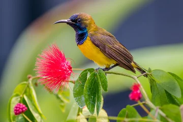 Olive-backed sunbird or Nectarinia jugularis © lessysebastian
