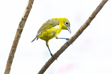 The Indian white-eye (Zosterops palpebrosus)