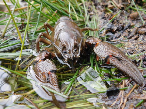 Astacus astacus, the European crayfish, noble crayfish, or broad-fingered crayfish is the most common species of crayfish in Europe traditional food source  fresh water, living unpolluted streams