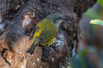The scarlet-headed flowerpecker (Dicaeum trochileum) is a bird species in the family of Dicaeidae