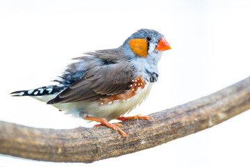 The zebra finch perch on branch