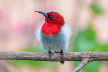 Crimson Sunbird or Aethopyga siparaja 