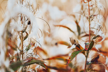 rosebay willowherb in autumn
