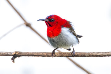 Crimson Sunbird or Aethopyga siparaja 