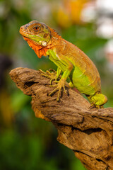Close up of baby Super red iguana