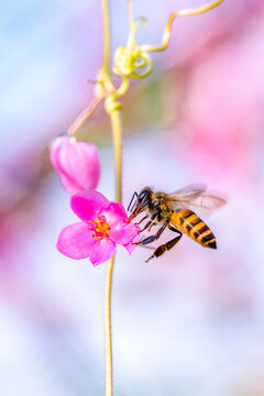 the honey bee in flowerrs