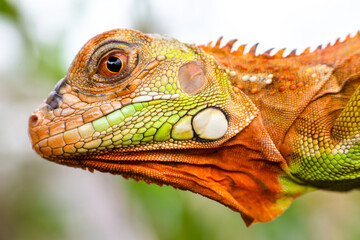 Close up of baby Super red iguana