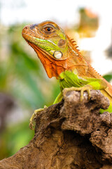 Close up of baby Super red iguana