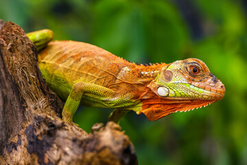 Close up of baby Super red iguana