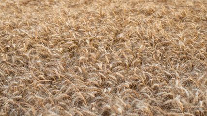 Wheat field, background
