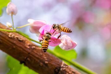 the honey bee in flowerrs