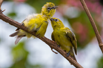 The Indian white-eye (Zosterops palpebrosus)