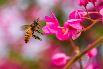 the honey bee in flowerrs
