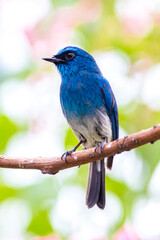 The close up of Indigo flycatcher (Eumyias indigo) 