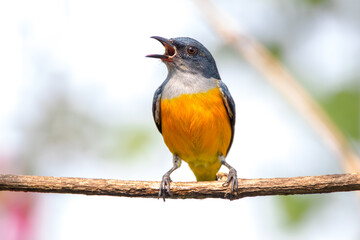 The orange-bellied flowerpecker (Dicaeum trigonostigma)