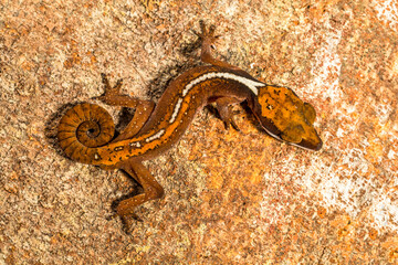 the white-lined gecko or  gekko vittatus