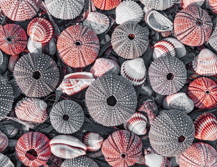 Fototapeta na wymiar collection of sea urchins on pebble and seaweed natural background, filtered image