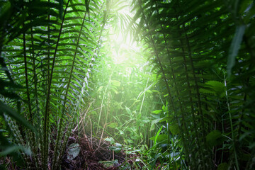 view from the thickets of ferns. From darkness to light. The view from the bushes with the image of an animal.