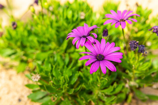 Purple flowers blooming in lush garden
