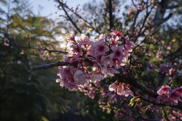 Winter flowers. Closeup view of Prunus serrulata, also known as Japanese flowering cherry or Sakura, beautiful flowers of pink petals, blooming in the park at sunset. 