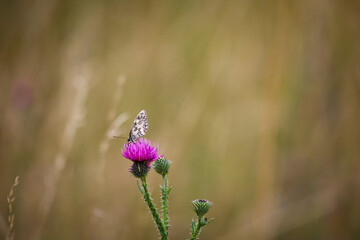 Ein Schachbrettfalter sitzt auf der Blüte einer Mariendistel.

