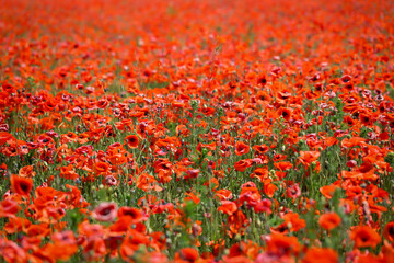 Ein Feld voll mit roten Mohnblumen. Ein Mohnblumenfeld.
