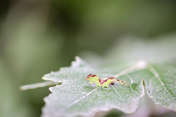 Portrait, Nahaufnahme einer Schmetterlingsraupe an einer Pflanze.

