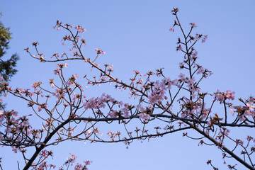 Asian trees. Closeup view of Prunus serrulata, also known as Japanese flowering cherry or Sakura, branch with beautiful flowers of pink petals, winter blooming in the park. 