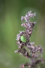 Eine Wanze auf einer Pflanze. Portrait einer Wanze.
