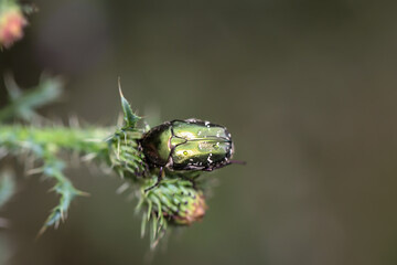 Nahaufnahme eines grün glänzenden rosenkäfers auf einer Pflanze.
