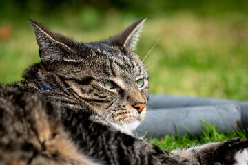 A Close Up of a Tabby Cat