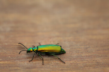 Die Nahaufnahme eines länglichen grün glänzenden Prachtkäfers.
