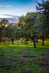 Fototapeta premium autumn in the park