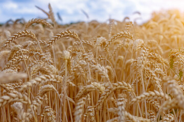 Rye field closeup and organic grain harvest