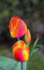Bild mit drei roten Tulpen, die mit gelb eingefärbt sind.