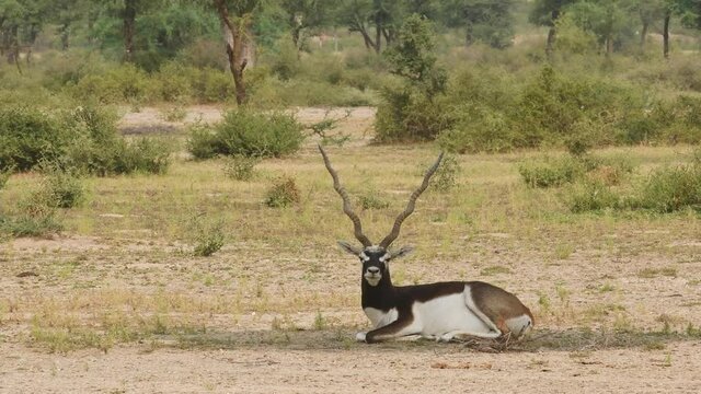 Zoom out effect of male blackbuck or antilope cervicapra or indian antelope in open field in natural green background of tal chhapar sanctuary rajasthan india