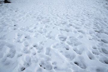 Foot tracks in the white snow. 