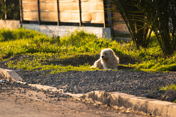 Perro tomando sol