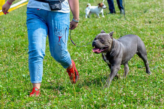 Pit Bull Terrier Dog Near A Woman In Jeans While Walking In The Park. Happy Dog Runs With His Mistress