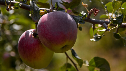 Red apples on the branch