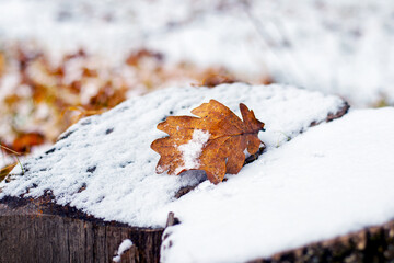 Snow-covered oak leaf on a snow-covered stump, winter view