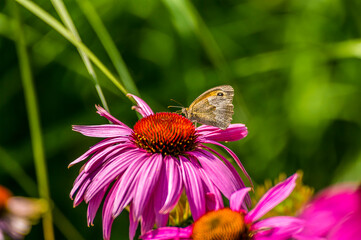 A Meadow Brown Brush-footed butterfly lands on a Purple Coneflower in a garden in Sussex, UK in summertime