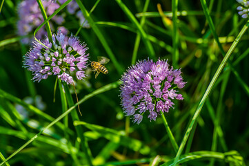 A Western Honey Bee approaches a German Garlic flower head in a garden in Sussex, UK in summertime