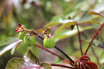 dragonfly on a branch