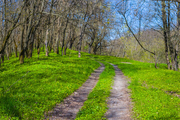 ground road in green summer forest, beautiful nature scene
