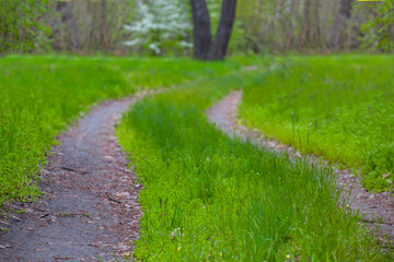 ground road in green summer forest, beautiful nature scene